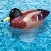 PoolMaster Clori-Duck Mallard 3 in. Pool Chlorine Tablet Feeder 32130